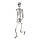 Скелет людини рухливий декоративний H170см, фото 2