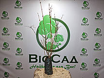 Жимолость Захват (Смак Лохини) ЗКС, фото 6