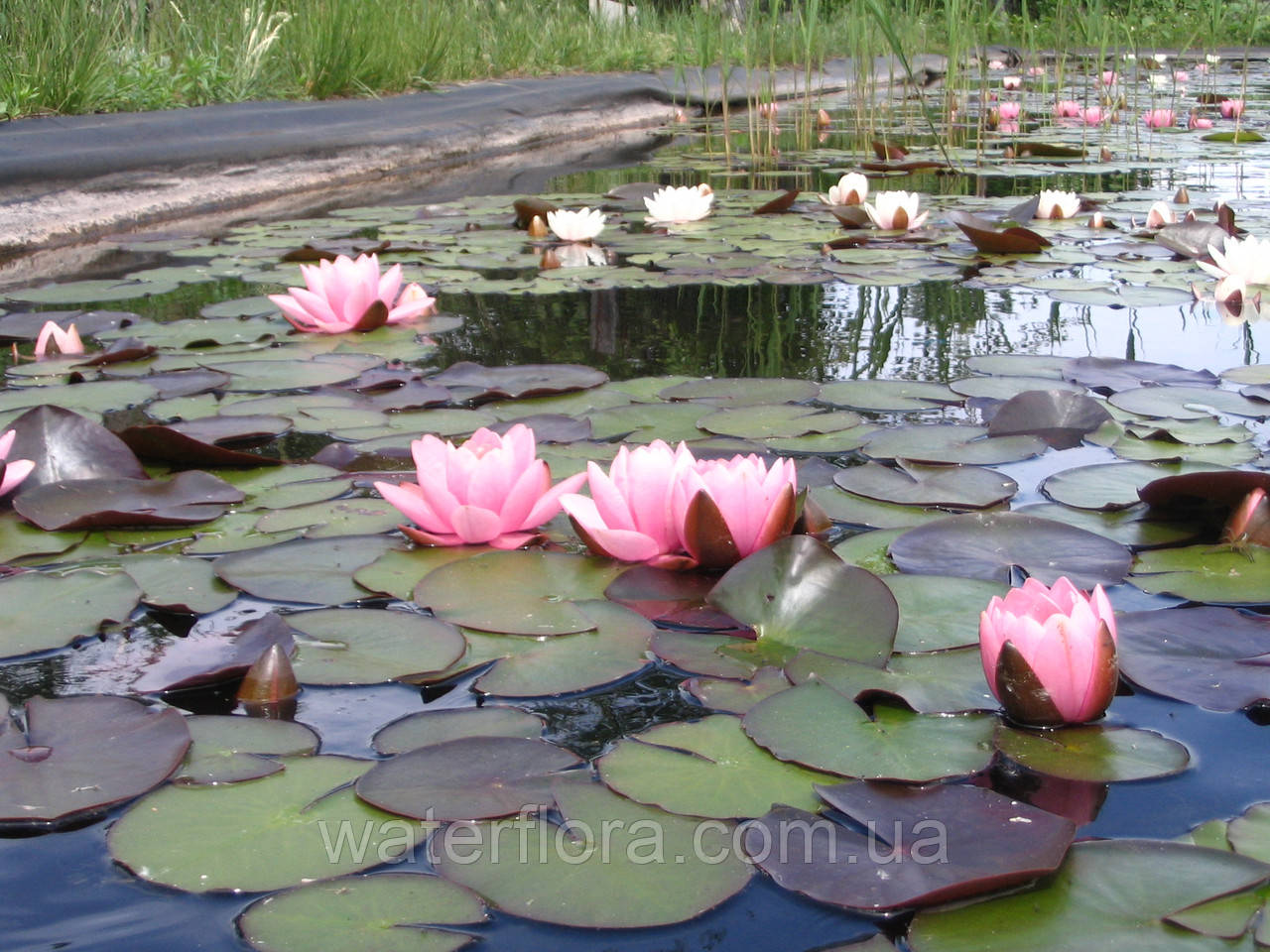 Нимфея "Норма Гэдье" - Nymphaea "Norma Gedye" - фото 2 - id-p232434148