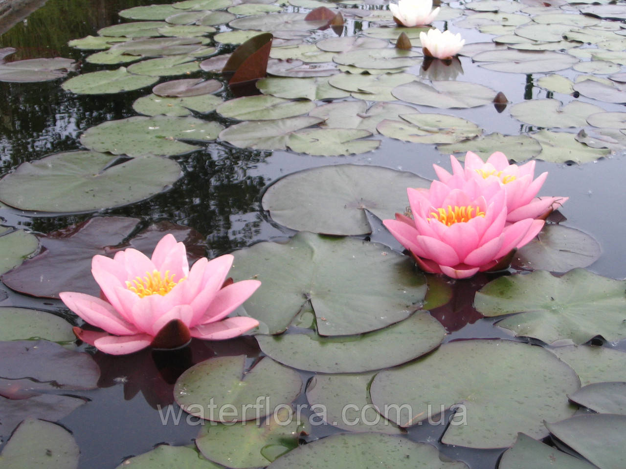 Нимфея "Норма Гэдье" - Nymphaea "Norma Gedye" - фото 3 - id-p232434148