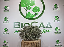 Лаванда Англійська Платинум Ніко (Platinum Nico), фото 5