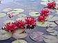 Нимфея "Рэд Парадиз" - Nymphaea "Red Paradise", фото 5