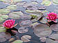 Нимфея "Рэд Парадиз" - Nymphaea "Red Paradise", фото 7