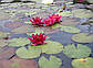 Нимфея "Рэд Парадиз" - Nymphaea "Red Paradise", фото 9