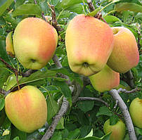 Саджанці яблуні "ГОЛДЕН ПАРСІ ДА РОСА". Сорт середнього дозрівання плодів.