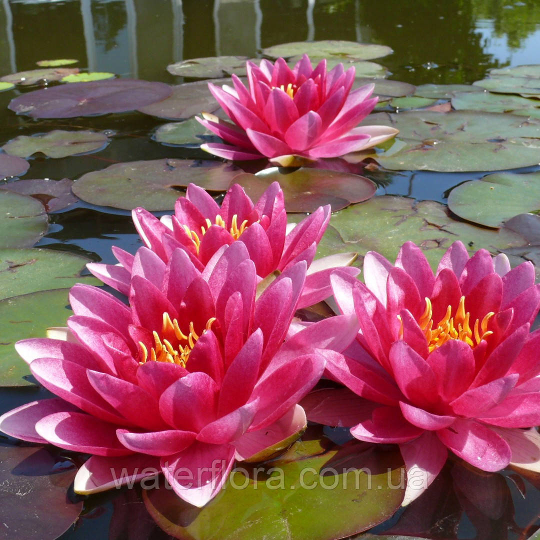 Німфея "Чарльз де Мервіль" — Nymphaea "Charles de Meurville", фото 1