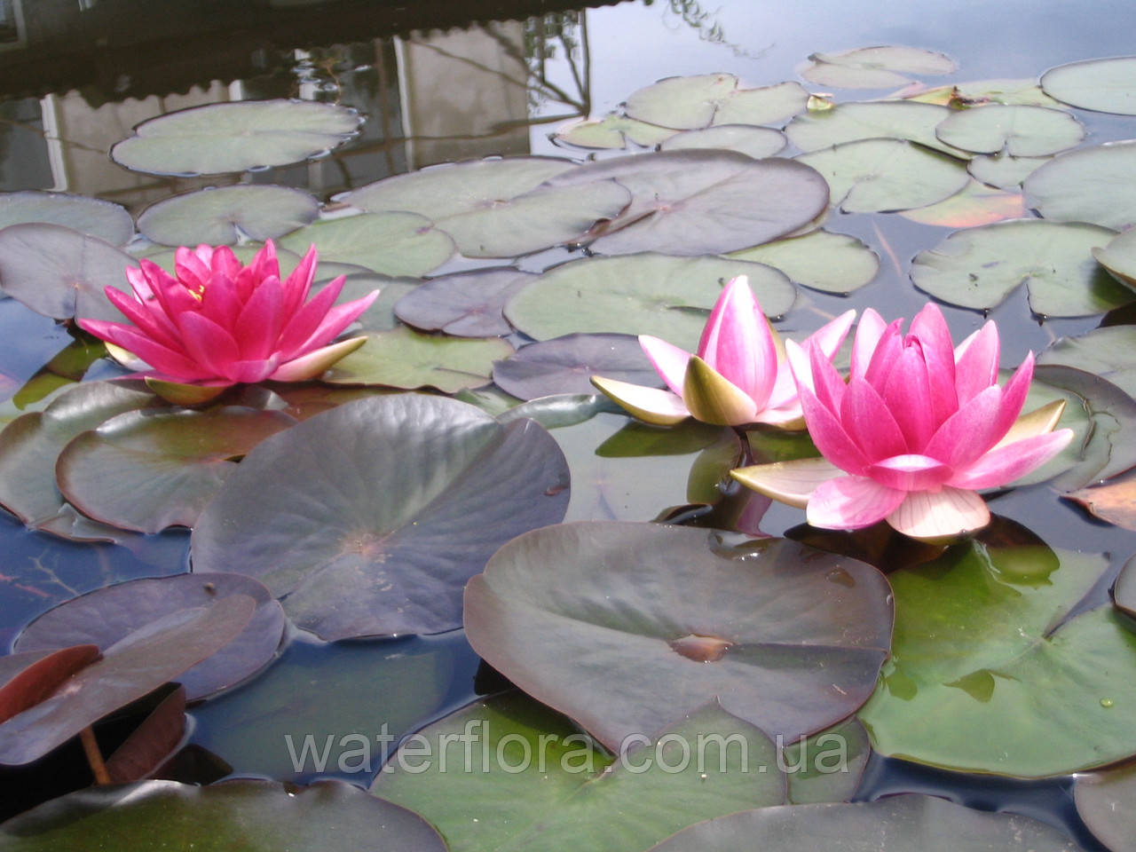 Нимфея "Чарльз дэ Мэрвиль" - Nymphaea "Charles de Meurville" - фото 2 - id-p232453560