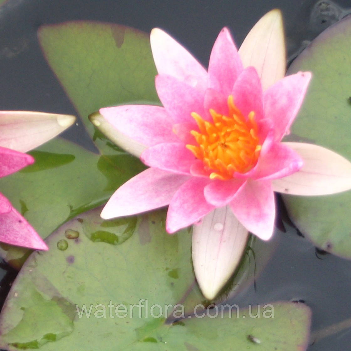 Нимфея пигмея "Рубра" - Nymphaea pygmaea "Rubra" - фото 1 - id-p232454314