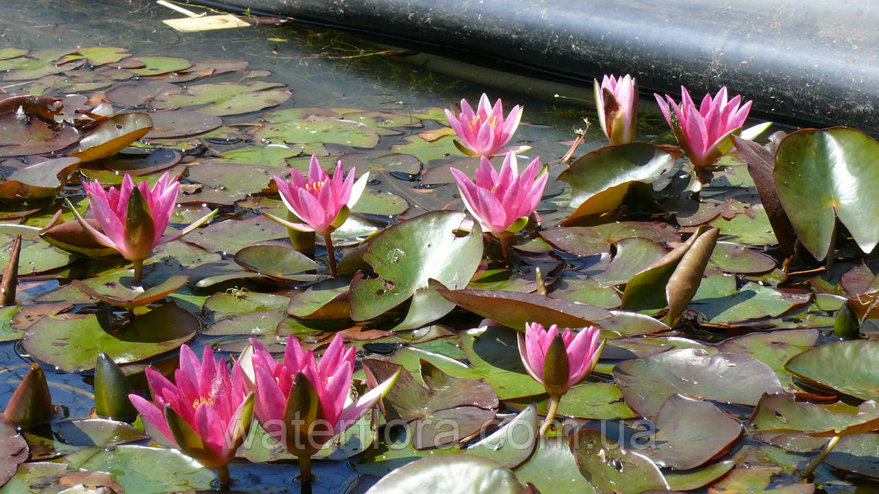 Нимфея пигмея "Рубра" - Nymphaea pygmaea "Rubra" - фото 2 - id-p232454314