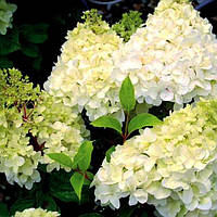 Гортензії Мітловидні/Hydrangea paniculata/Гортензія Волотиста