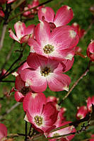 Квітучий кизил "Червоний пігмей" — "Рутнат". Cornus florida "Rutnut" - "Red Pygmy".
