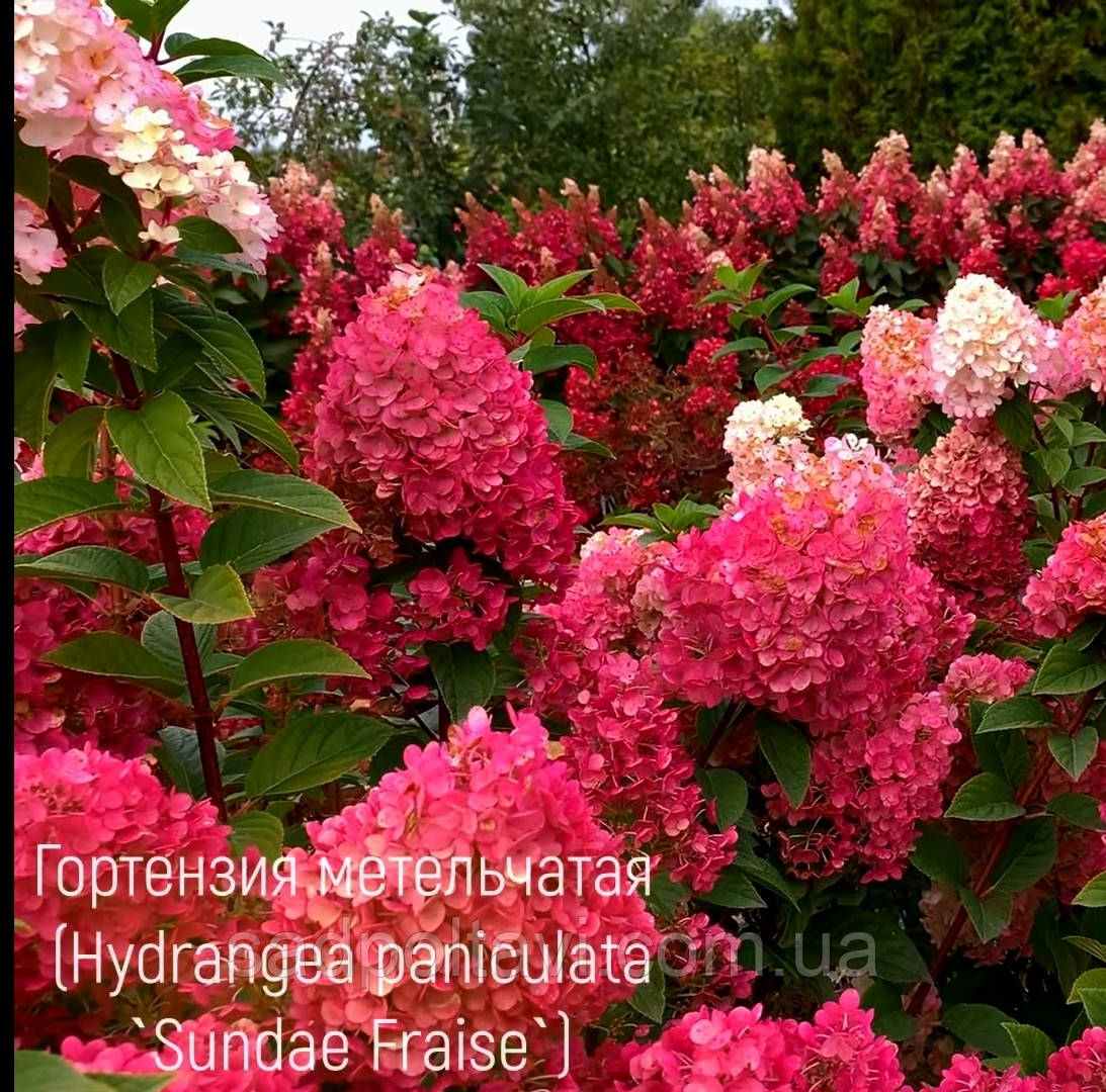 Гортензія волотиста Сандей Фрези (Hydrangea pan.Sundae Fraise) 4-х річні