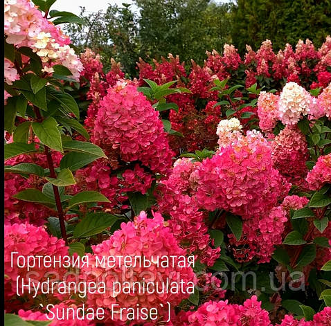 Гортензія волотиста Сандей Фрези (Hydrangea pan.Sundae Fraise) 4-х річні, фото 2