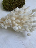 Лагурус білий ( велика упаковка 100 шт ), фото 2