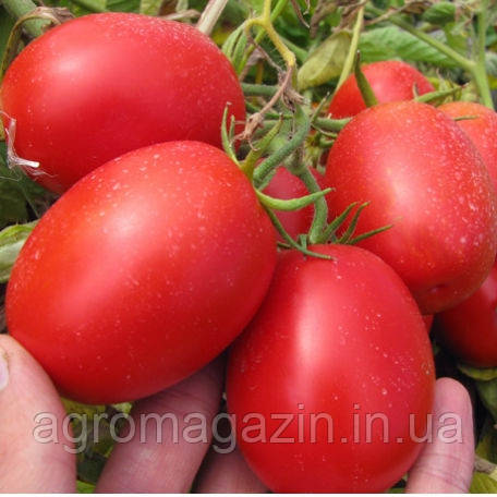 Томат П'єтра Росса F1 (1000нас.) Clause