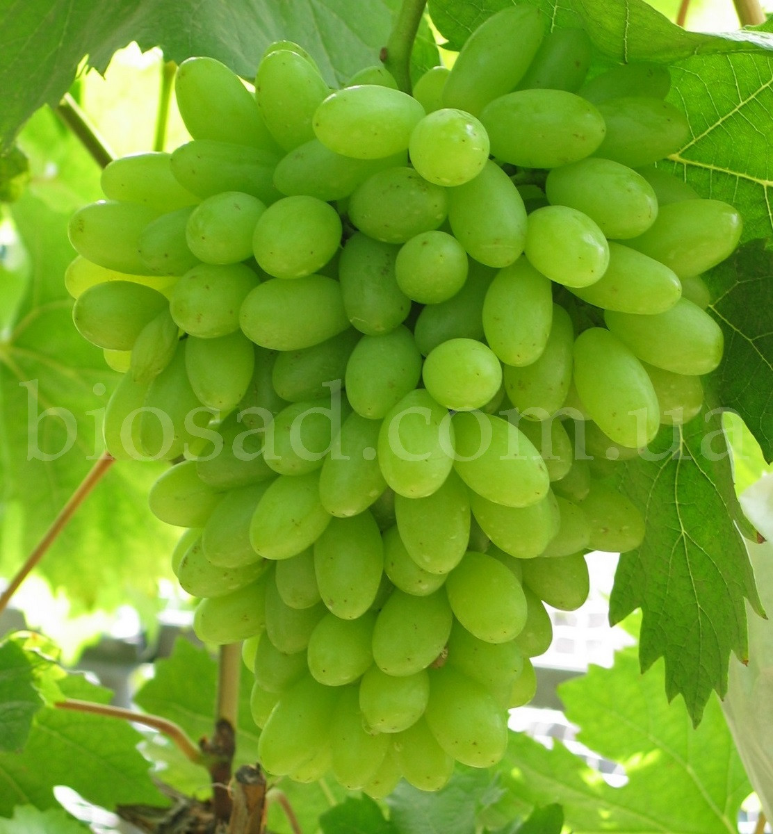 Виноград Кишмиш Століття (Centennial Seedless), середній сорт