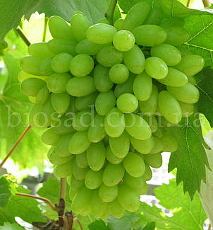 Виноград Кишмиш Століття (Centennial Seedless), середній сорт, фото 2