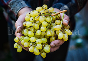 Виноград Кишмиш Століття (Centennial Seedless), середній сорт, фото 2