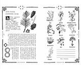 Вікка: книга тіней. Арабо Саргсян (книга), фото 4