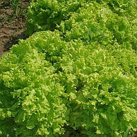 Насіння Салат "Одеський кучерявець" 5 г