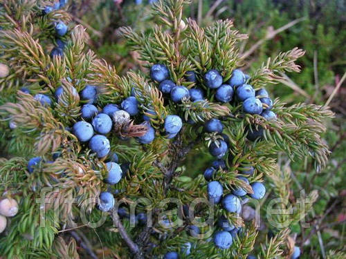 Ялівець звичайний плід 50 г