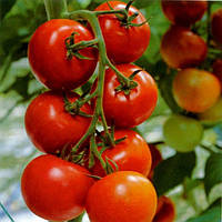 Насіння помідор "Дубрава" 0,1 г