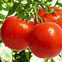 Насіння Помідор "Ефемер" 0,1 г