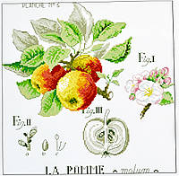 Набор для вышивки крестом Аналог набора DIM серия Ботаника Яблоки Pomme