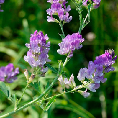 Люцерна магнічна 40 кг — гуртом, фото 1