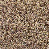 Люцерна магнічна 40 кг — гуртом, фото 2