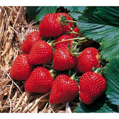 Розсада полуниці фріго Пегас, клас А (середньопізній)