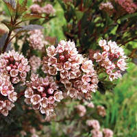 Пухироплідник калинолистий 'Літл Девіл'/Physocarpus opulifolius 'Little Devil', С 2