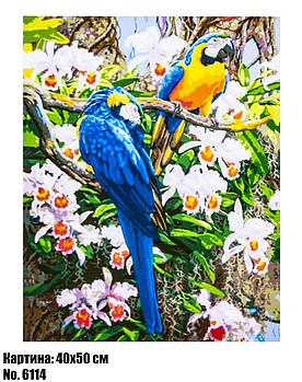 Картина для малювання за номерами 50×40 "Забавні папуги" (Птахи)