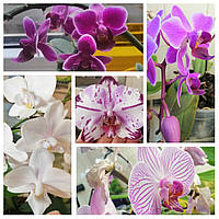 Орхидеи Фаленопсис (Phalaenopsis) сеянцы