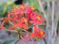 Орхидея Эпидендрум крестовый либо ибагуйский (Epidendrum ibaguense) Epidendrum Red