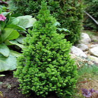 Ель Сoniсa контейнер 1 л