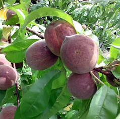 Саджанці персика сорт Блек Бой (Black Boy), підщепа мигдаль