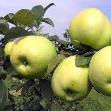 Саджанці яблуні осінньої сорт Антонівка 600, підщепа 54-118