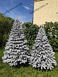 Ялина лита Буковельська Засніжена ялинка 1.50м, фото 10