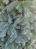 Ялина лита (Кедр Європейська ялинка) 1.50м Літа Ялина ялинка, фото 2