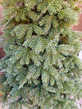 Ялина лита (Кедр Європейська ялинка) 1.50м Літа Ялина ялинка, фото 4