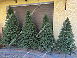Ялина лита (Кедр Європейська ялинка) 1.50м Літа Ялина ялинка, фото 5