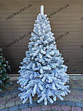 Ялина лита Буковельська Засніжена ялинка 1.50м, фото 3