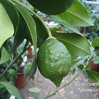 Лайм «Аранчиата» (C. aurantifolia "aranciata") до 20 см. Комнатный