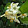 Лайм «Аранчиата» (C. aurantifolia "aranciata") 20-25 см. Кімнатний, фото 2