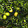 Лайм «Аранчиата» (C. aurantifolia "aranciata") 20-25 см. Кімнатний, фото 3