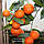 Лайм «Санта Барбара» (C. aurantifolia "Santa Barbara") до 20 см. Кімнатний, фото 4