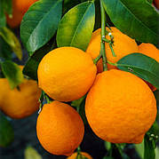 Лайм «Санта Барбара» (C. aurantifolia "Santa Barbara")