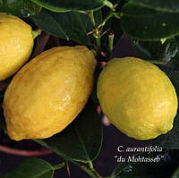 Лайм "Мохтасеб" (C. aurantifolia "du Mohtasseb") 20-25 см. Комнатный