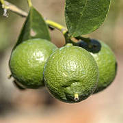 Лайм "Неаполитанум" (С. aurantifolia "Neapolitanum")